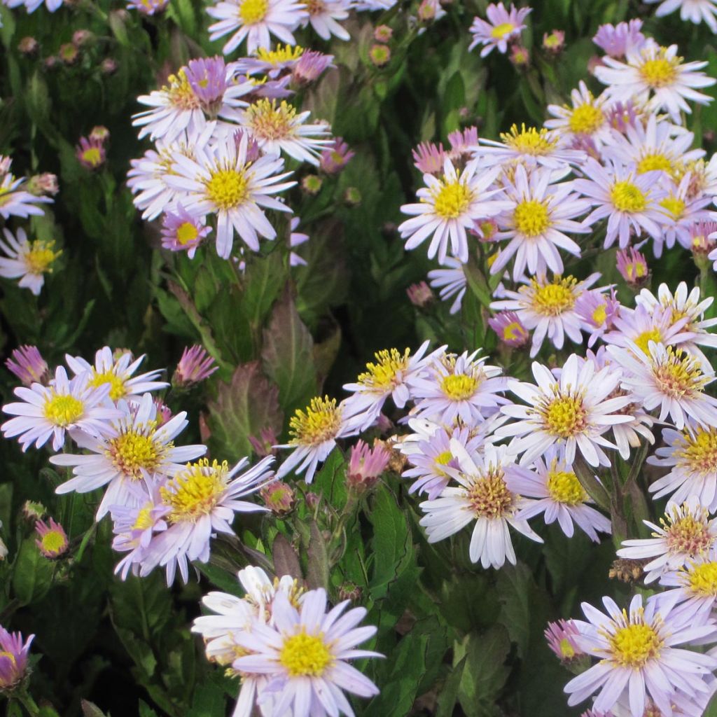 Aster ageratoides Stardust - Ageratum-ähnliche Aster