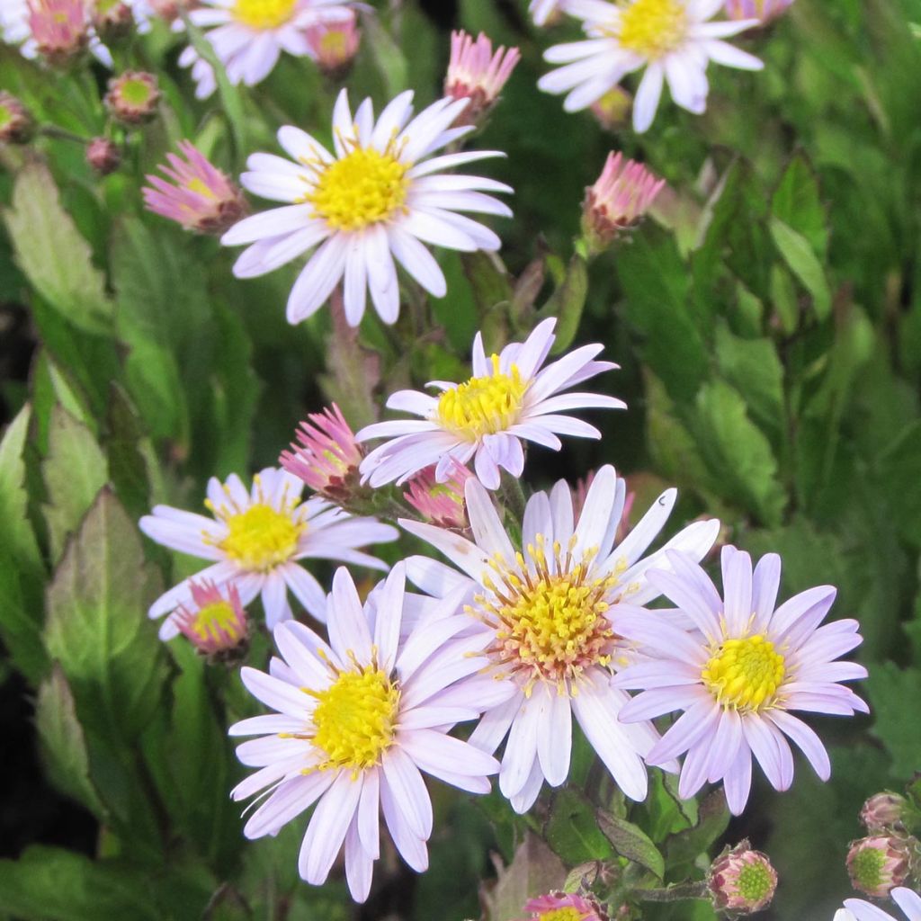 Aster ageratoides Stardust - Ageratum-ähnliche Aster