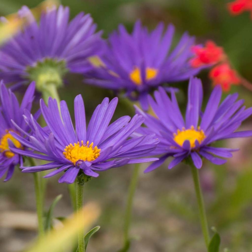 Aster alpinus Blue Beauty - Alpen-Aster