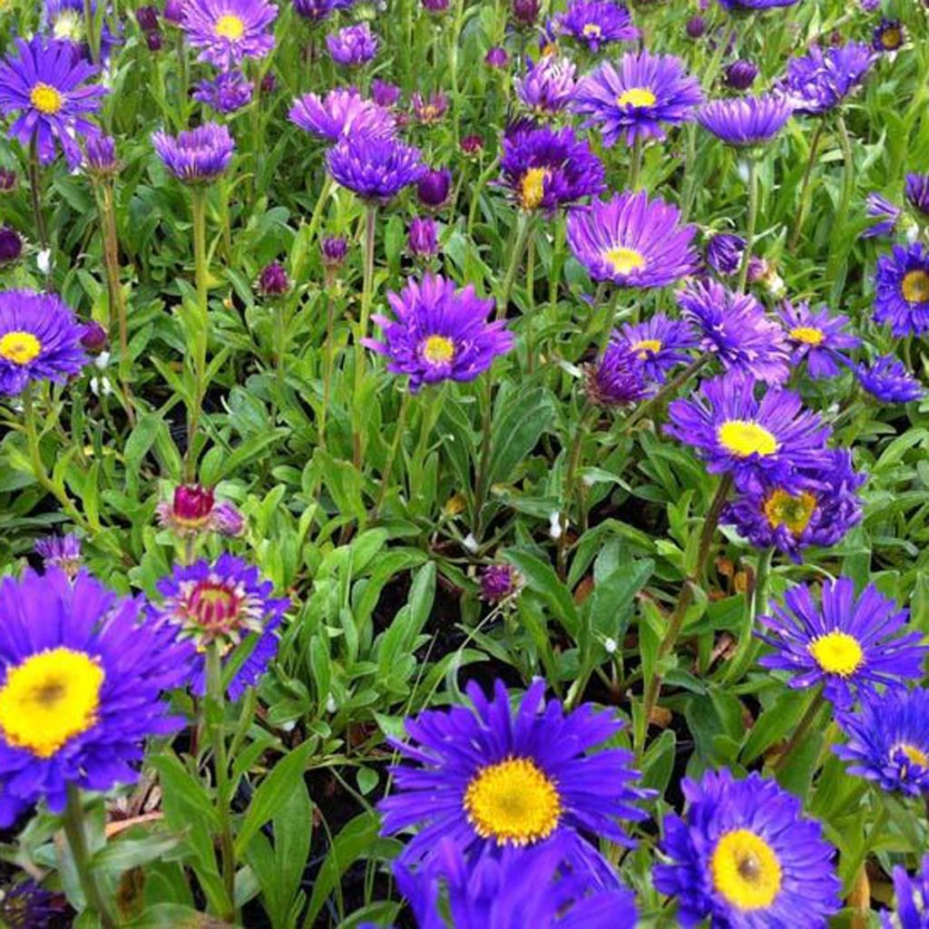 Aster alpinus Dunkle Schöne - Alpen-Aster