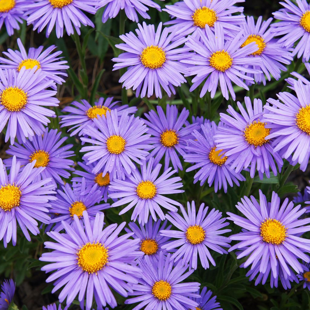 Aster alpinus Goliath - Alpen-Aster