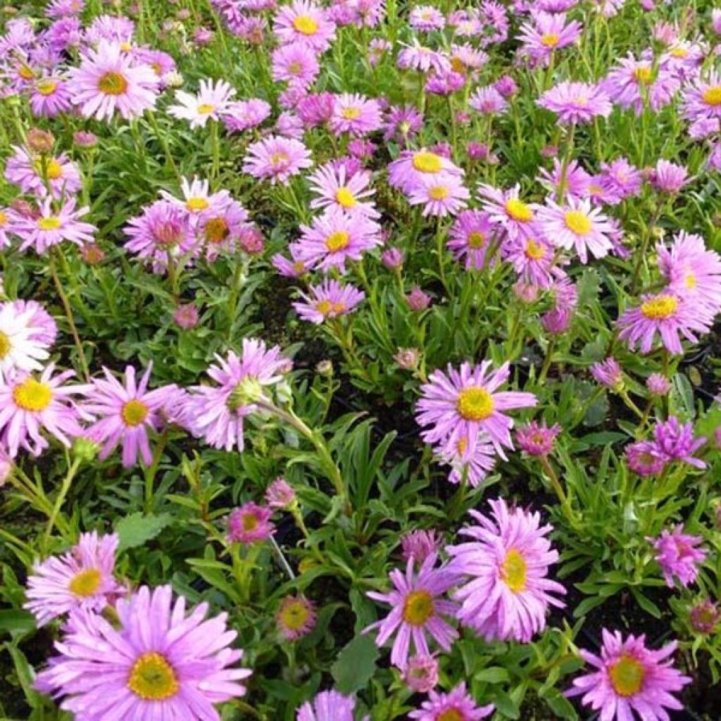 Aster alpinus Happy End - Alpen-Aster