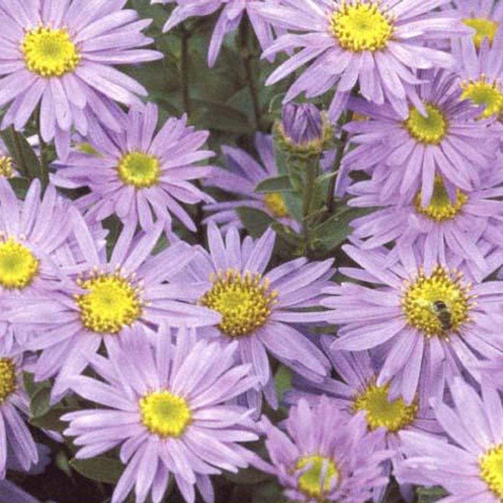 Aster amellus Grunder - Berg-Aster