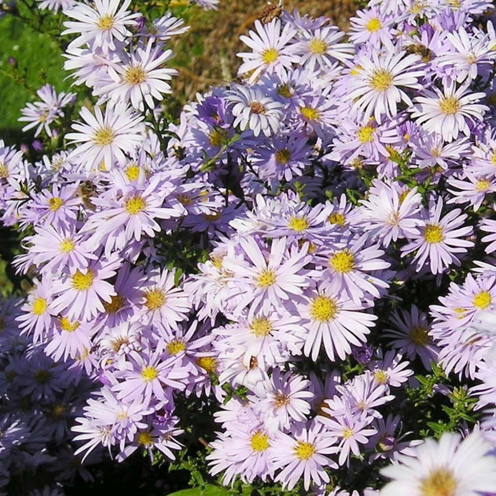 Aster amellus September Glow - Berg-Aster