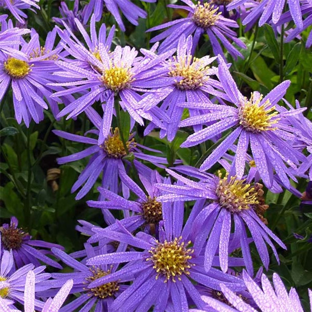 Aster amellus  Sonora - Aster d'été