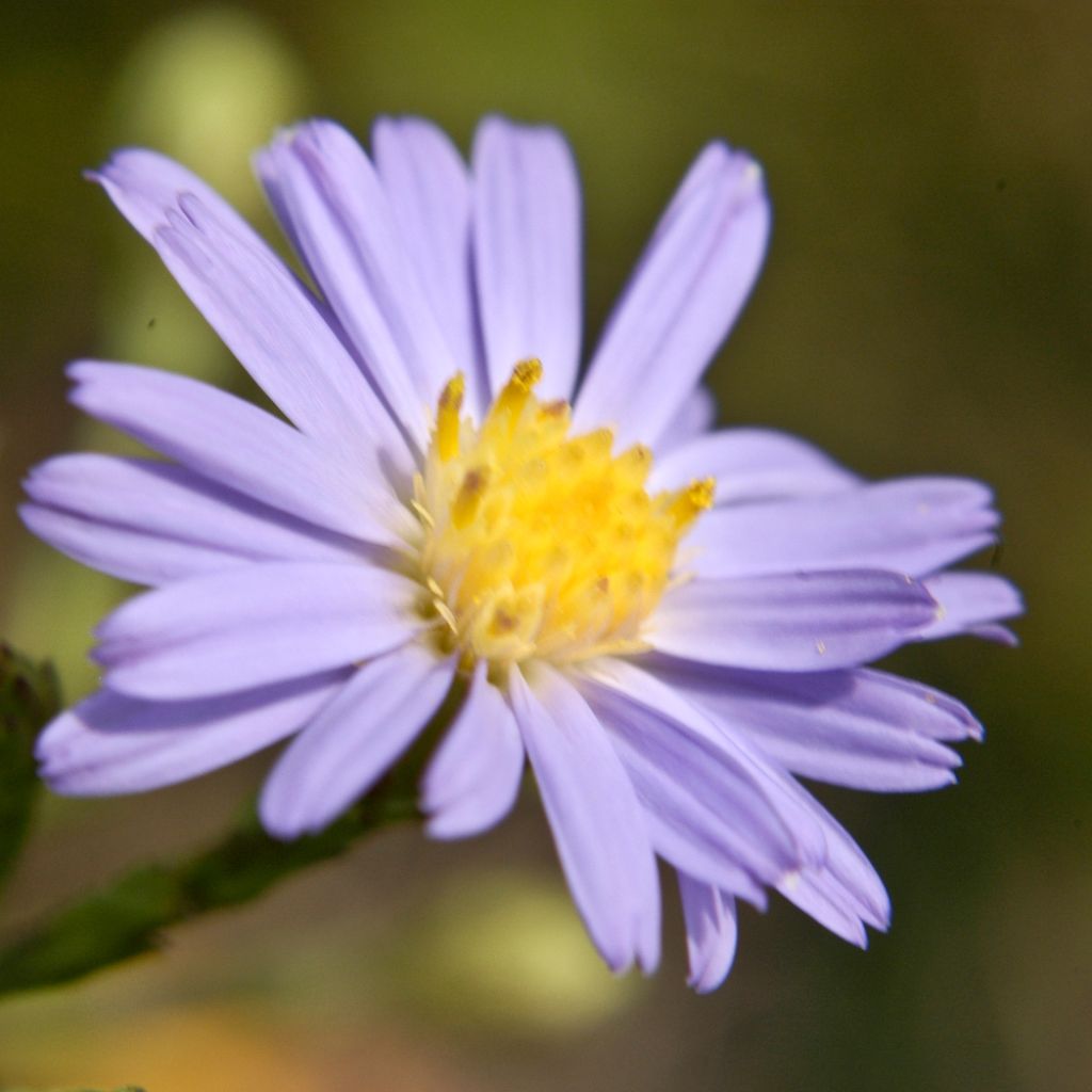 Aster azureus - Azur-Aster