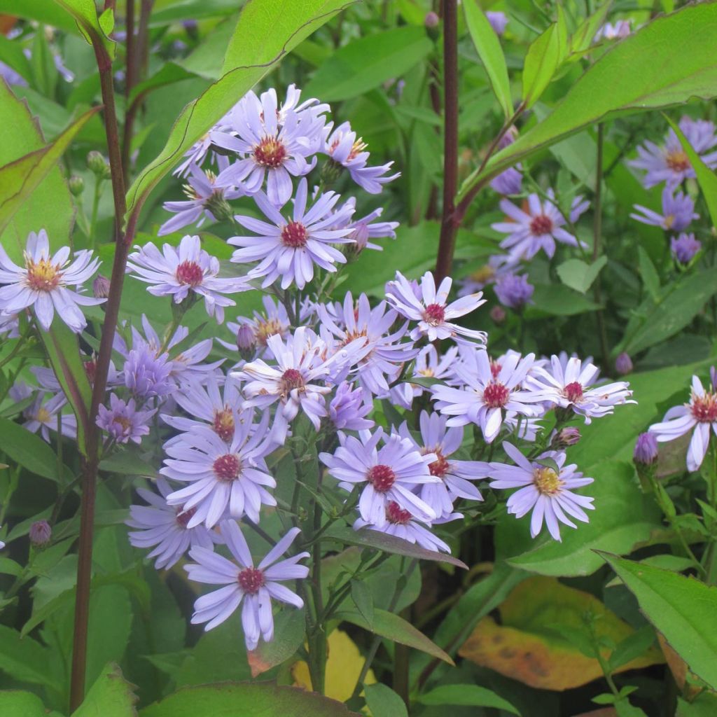 Aster cordifolius Little Carlow - Aster d'automne