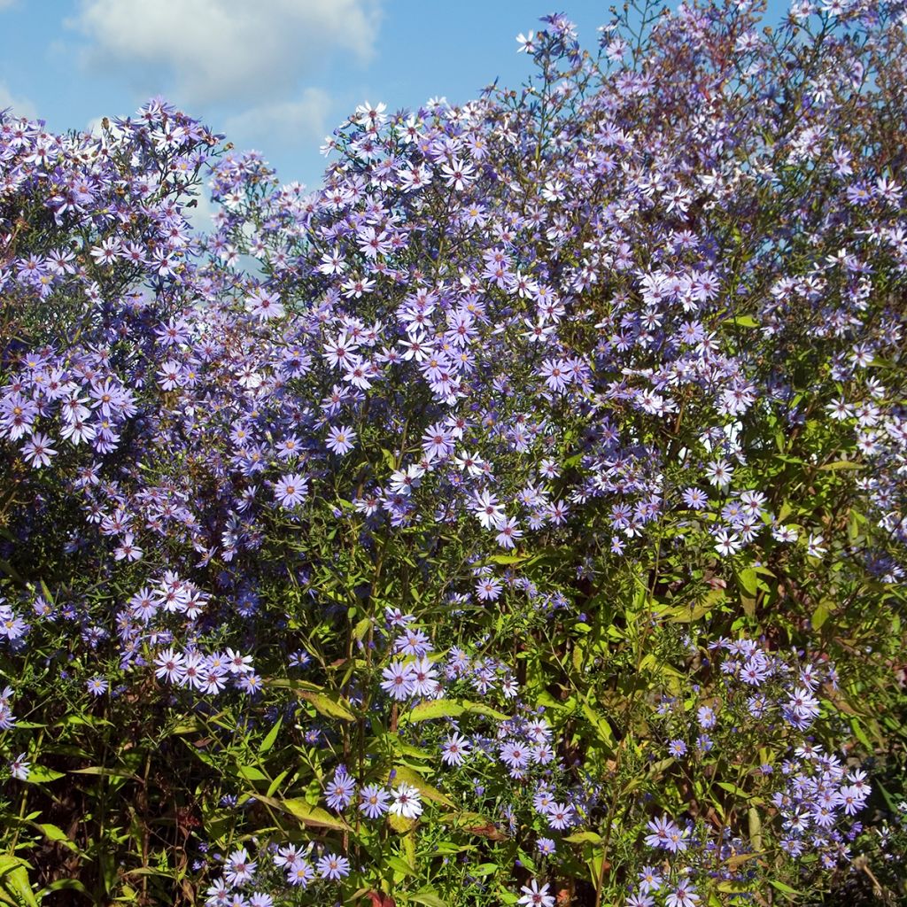 Aster cordifolius Little Carlow - Schleieraster