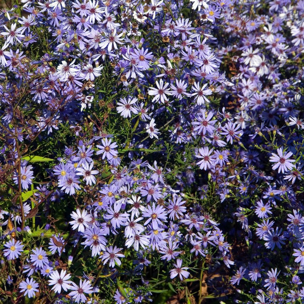 Aster cordifolius Little Carlow - Schleieraster