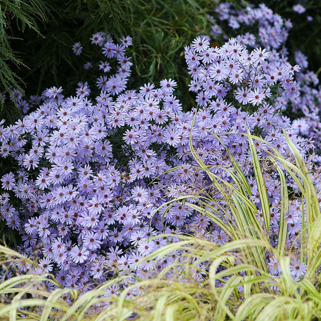 Aster cordifolius Little Carlow - Schleieraster