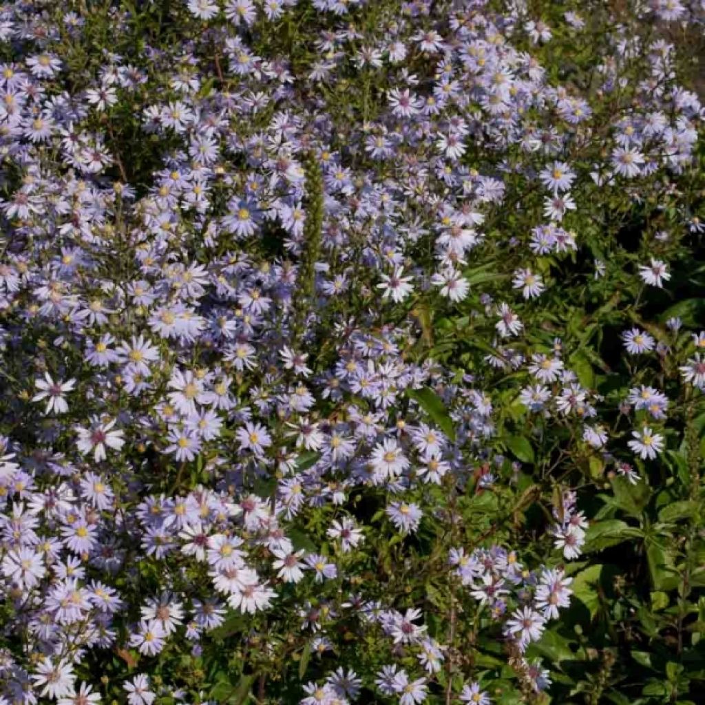 Aster cordifolius Photograph