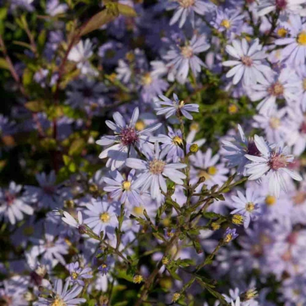 Aster cordifolius Photograph