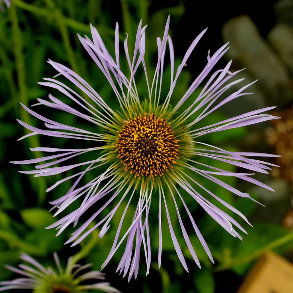 Aster diplostephioides