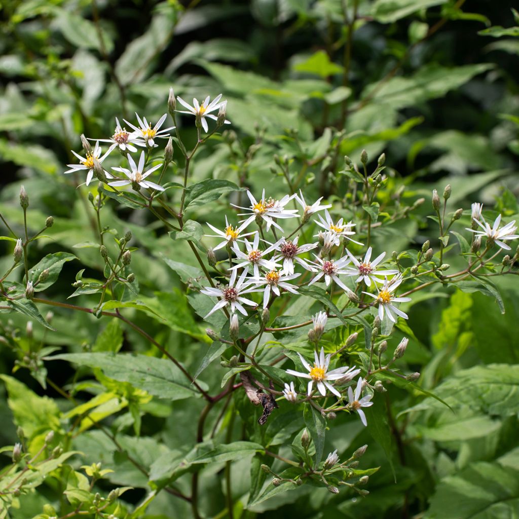 Aster divaricatus - Weiße Wald-Aster