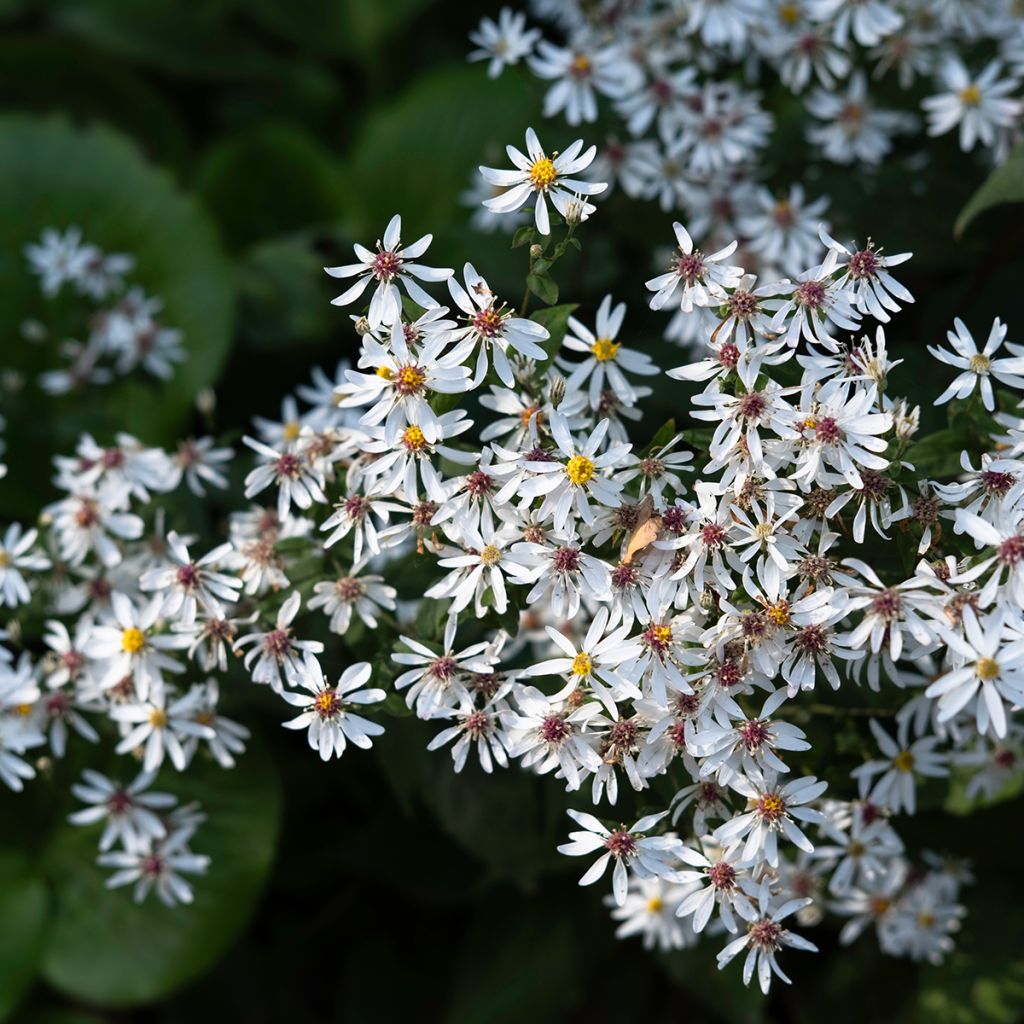 Aster divaricatus - Weiße Wald-Aster