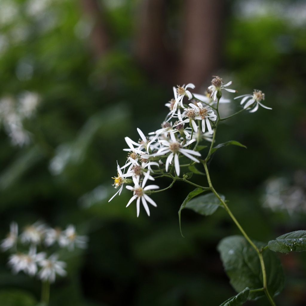 Aster divaricatus - Weiße Wald-Aster