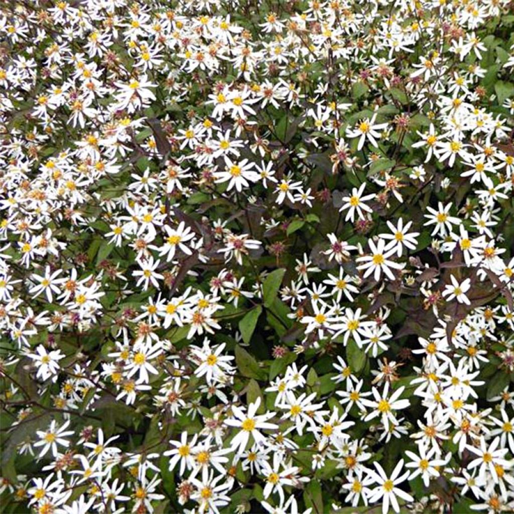 Aster divaricatus Beth Chatto - Weiße Wald-Aster