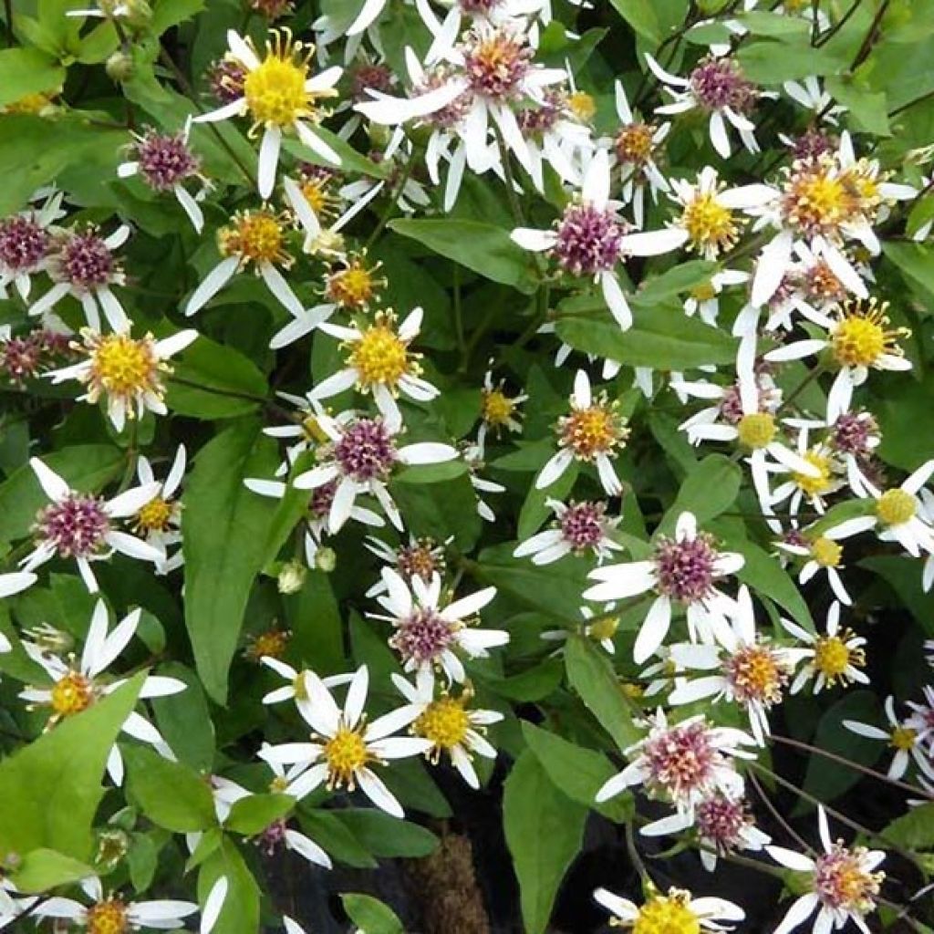 Aster divaricatus Tradescant - Weiße Wald-Aster