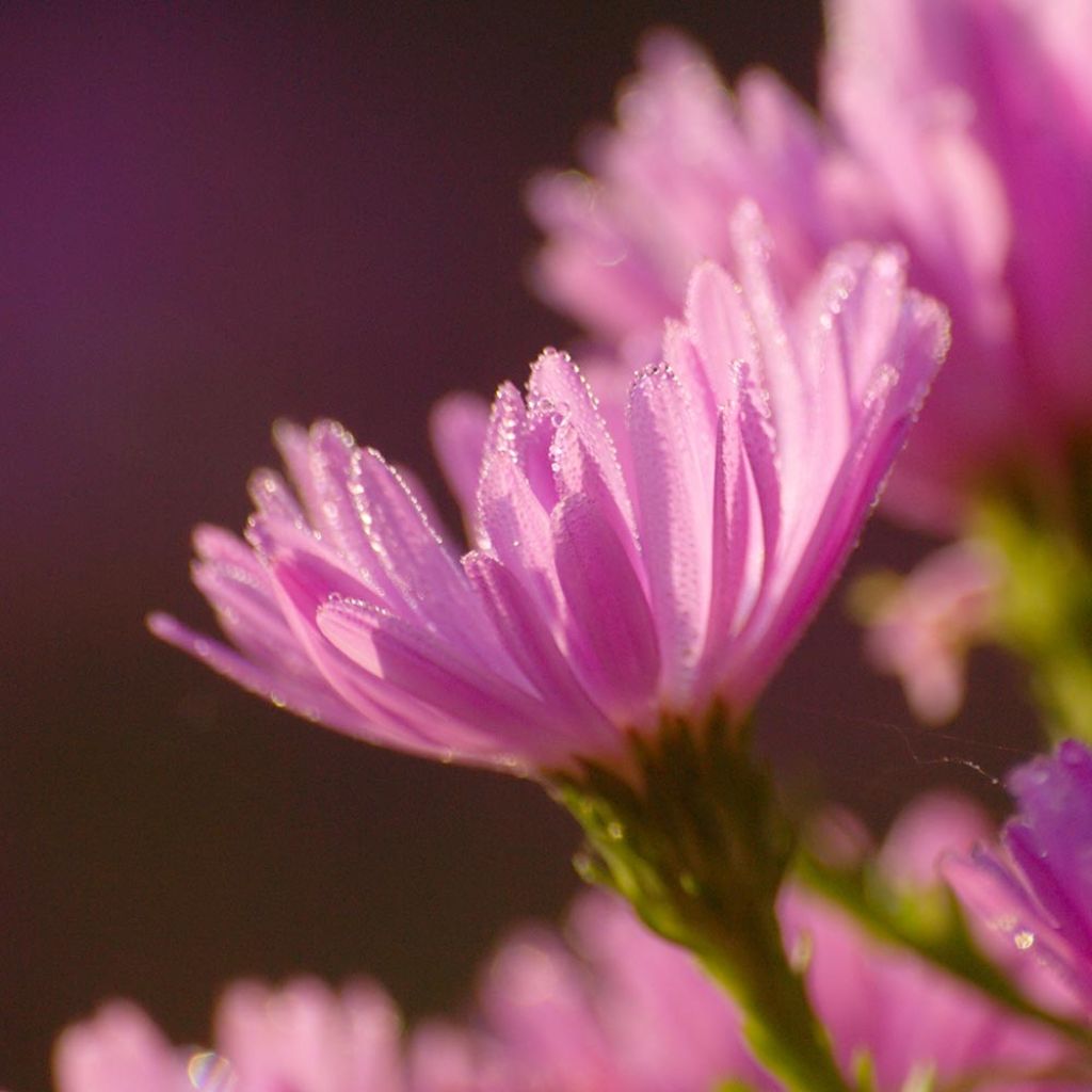 Aster dumosus Anneke - Aster nain