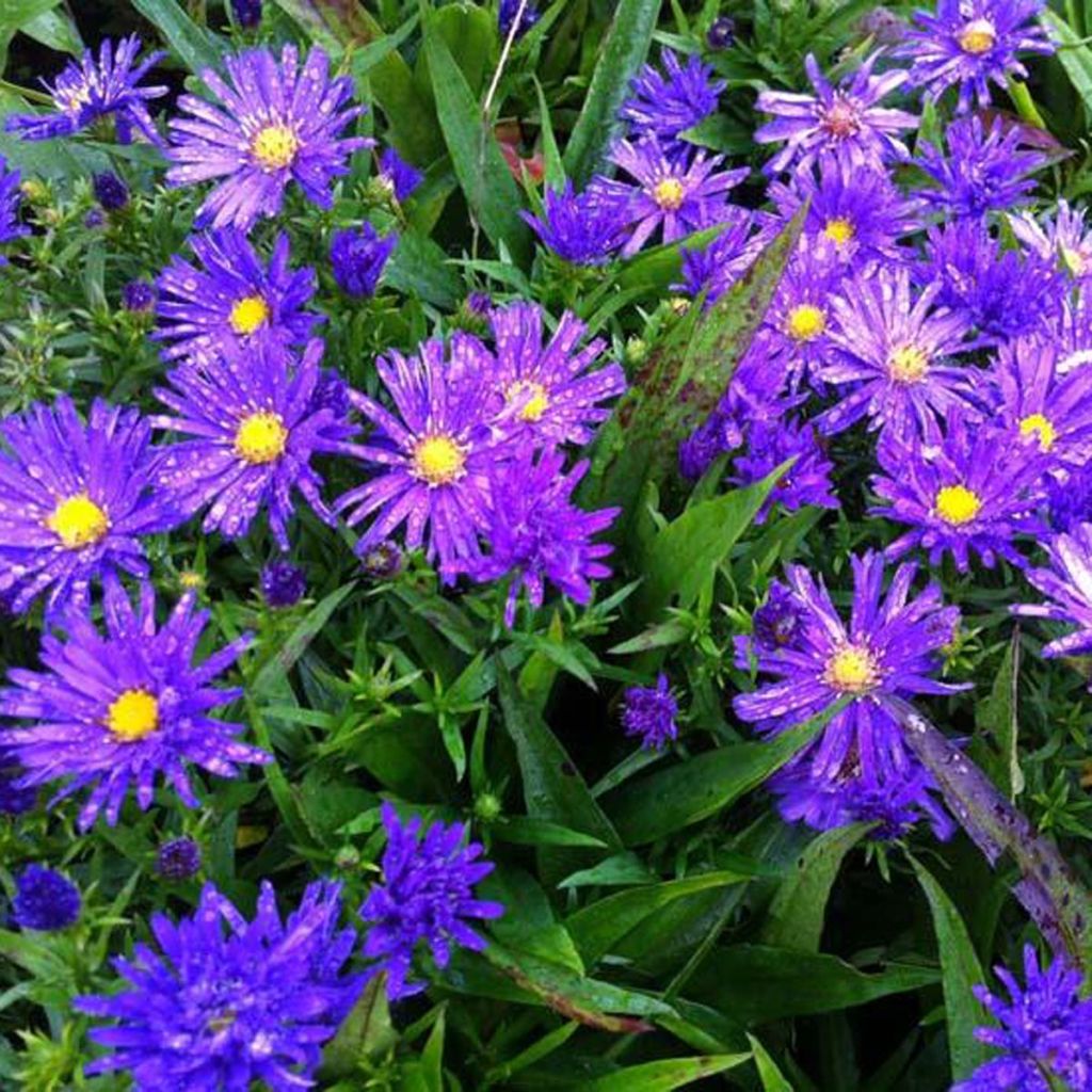 Aster dumosus Augenweide - Aster nain d’automne