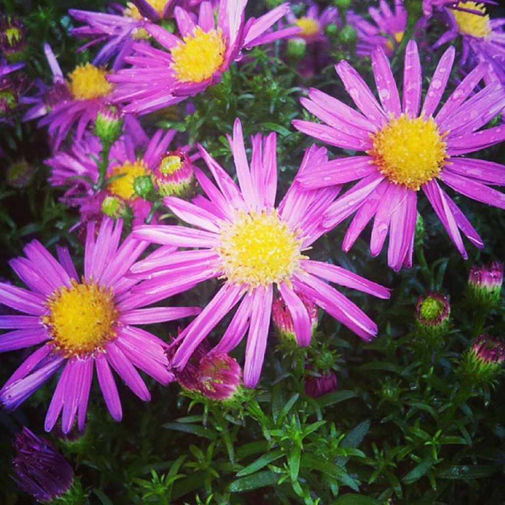 Aster dumosus Bahamas - Kissen-Aster