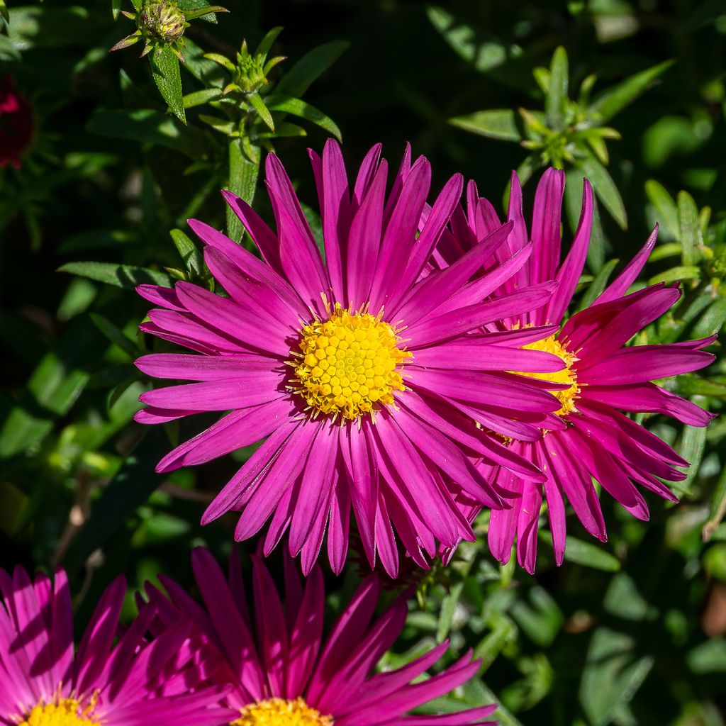 Aster dumosus Bahamas - Kissen-Aster