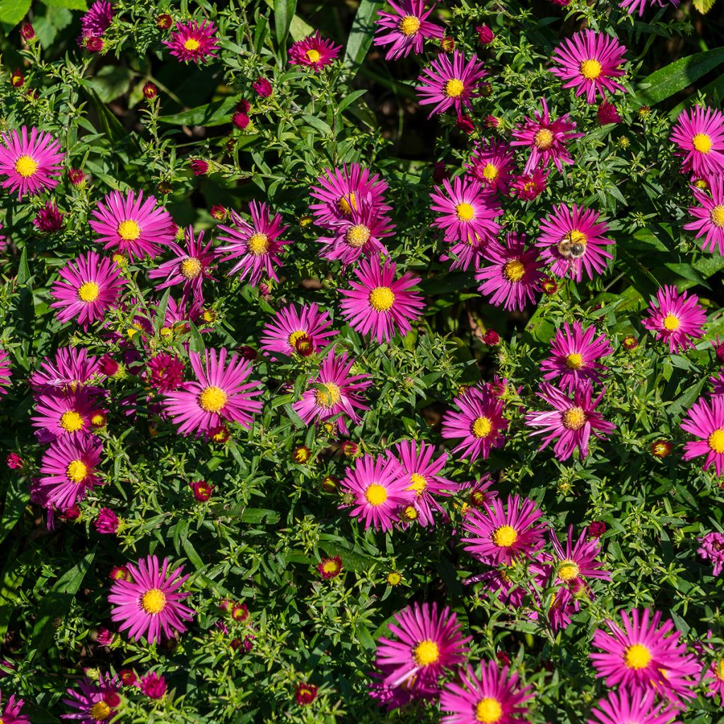 Aster dumosus Bahamas - Kissen-Aster