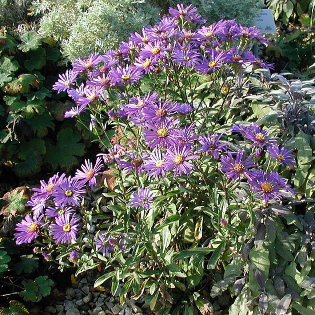 Aster dumosus Early Blue - Kissen-Aster