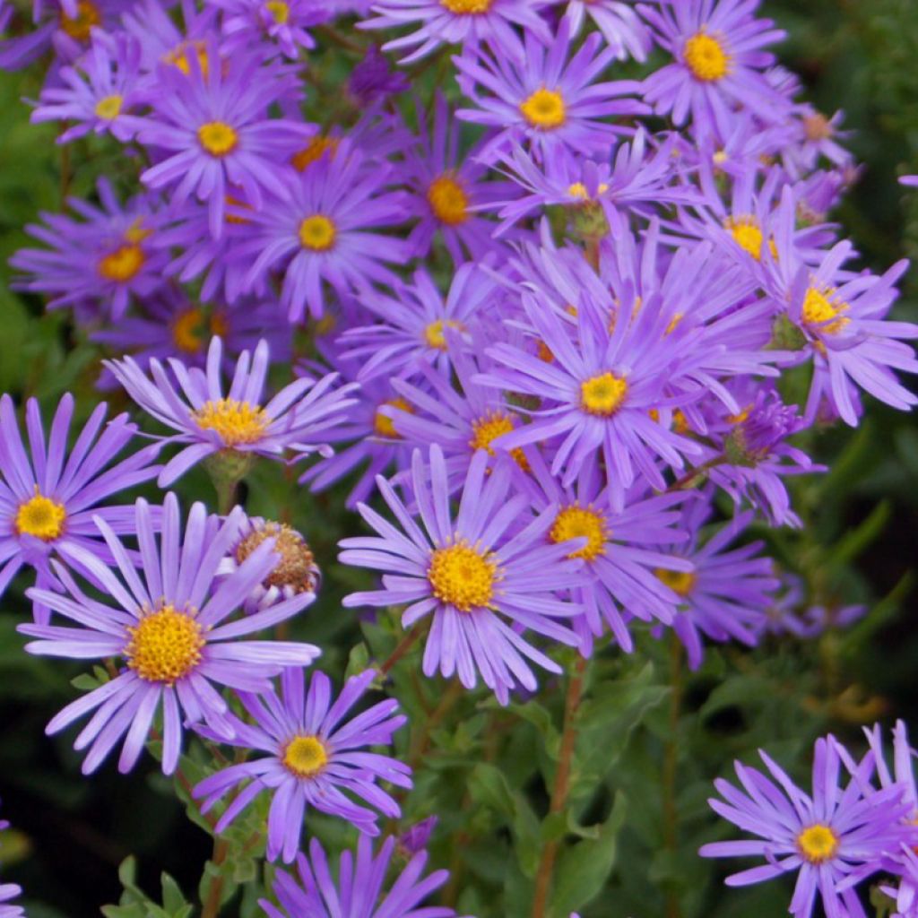 Aster dumosus Early Blue - Kissen-Aster