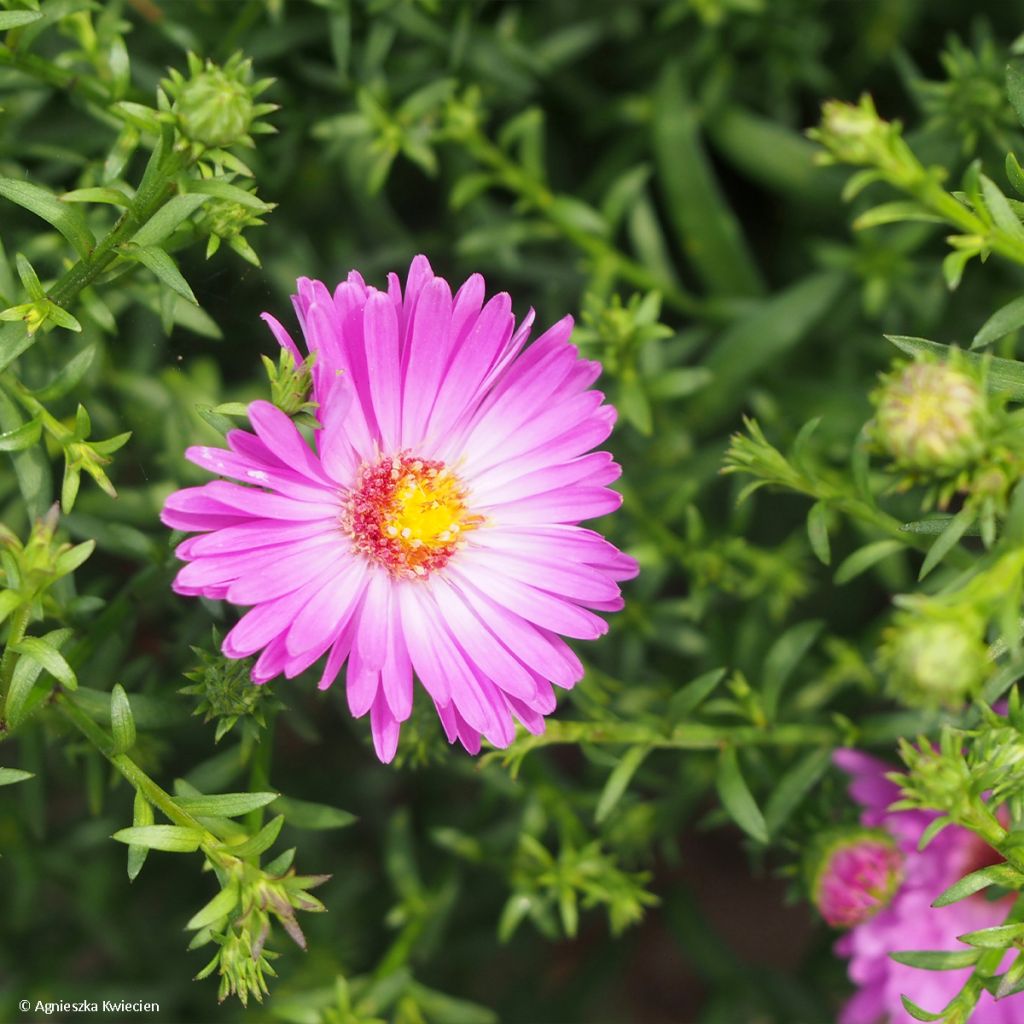 Aster dumosus Heinz-Richard - Kissen-Aster