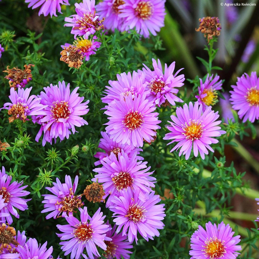 Aster dumosus Heinz-Richard