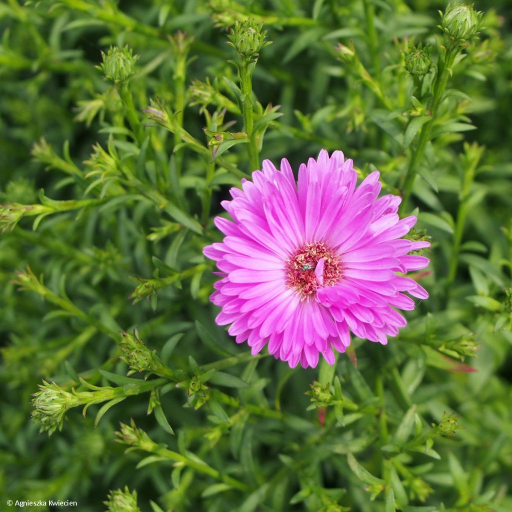 Aster dumosus Heinz-Richard