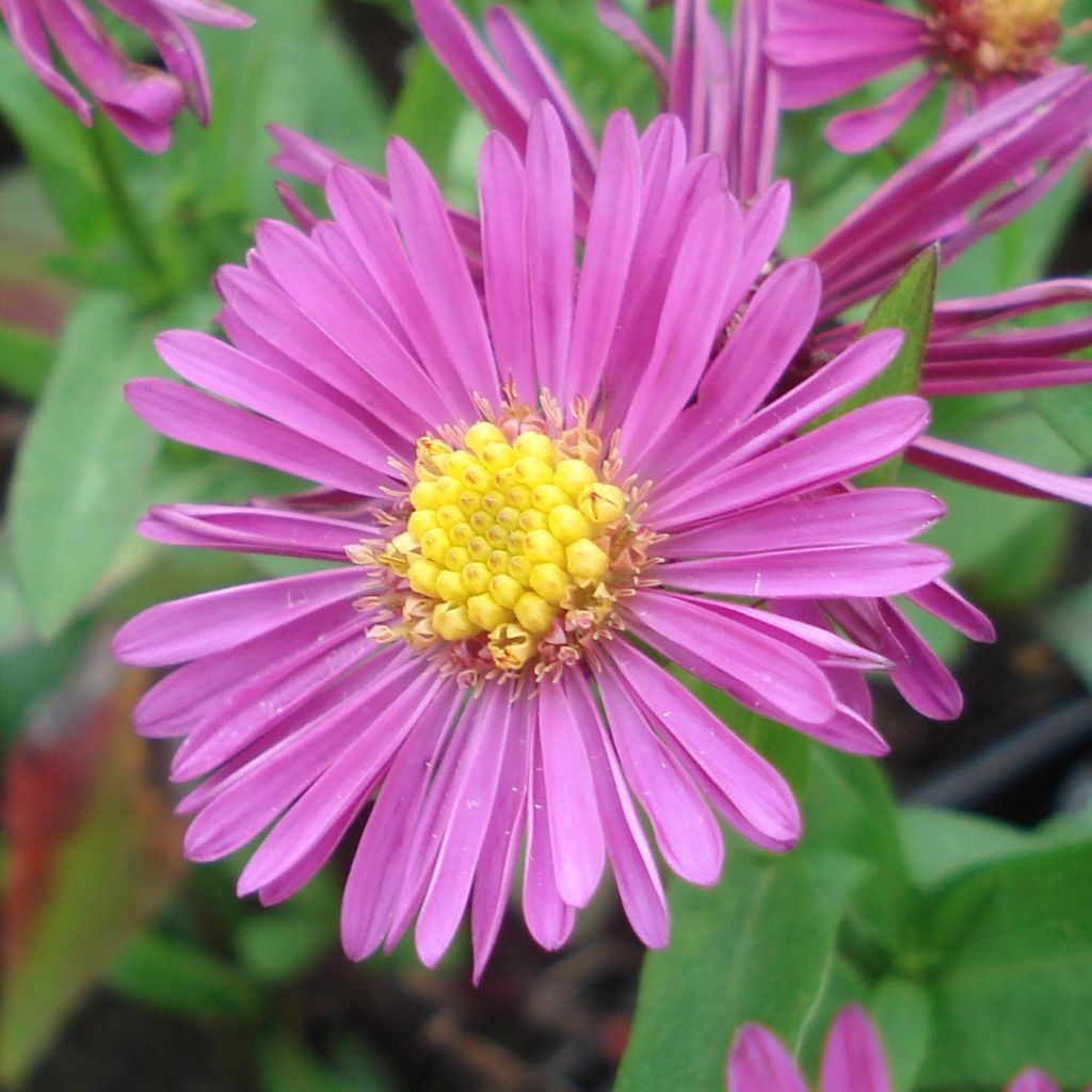 Aster dumosus Jenny - Aster nain