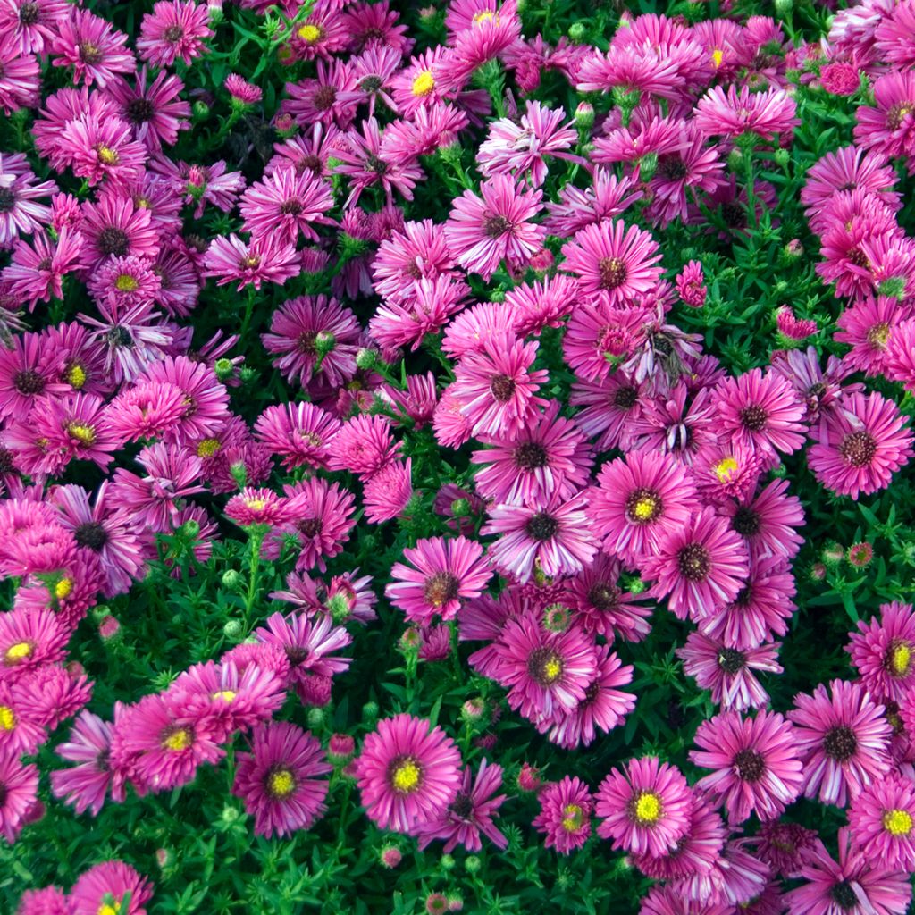 Aster dumosus Jenny - Kissen-Aster