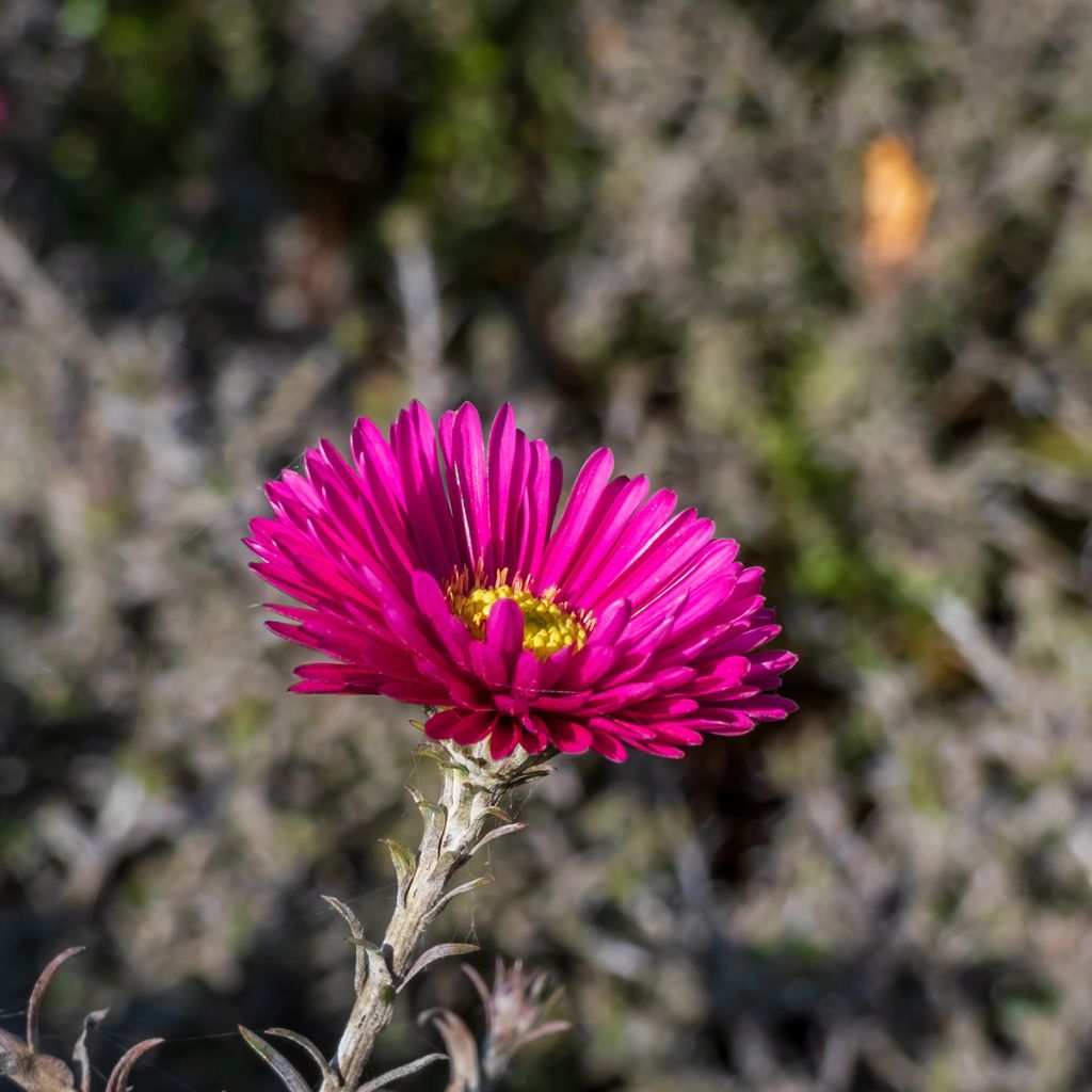 Aster dumosus Jenny - Kissen-Aster