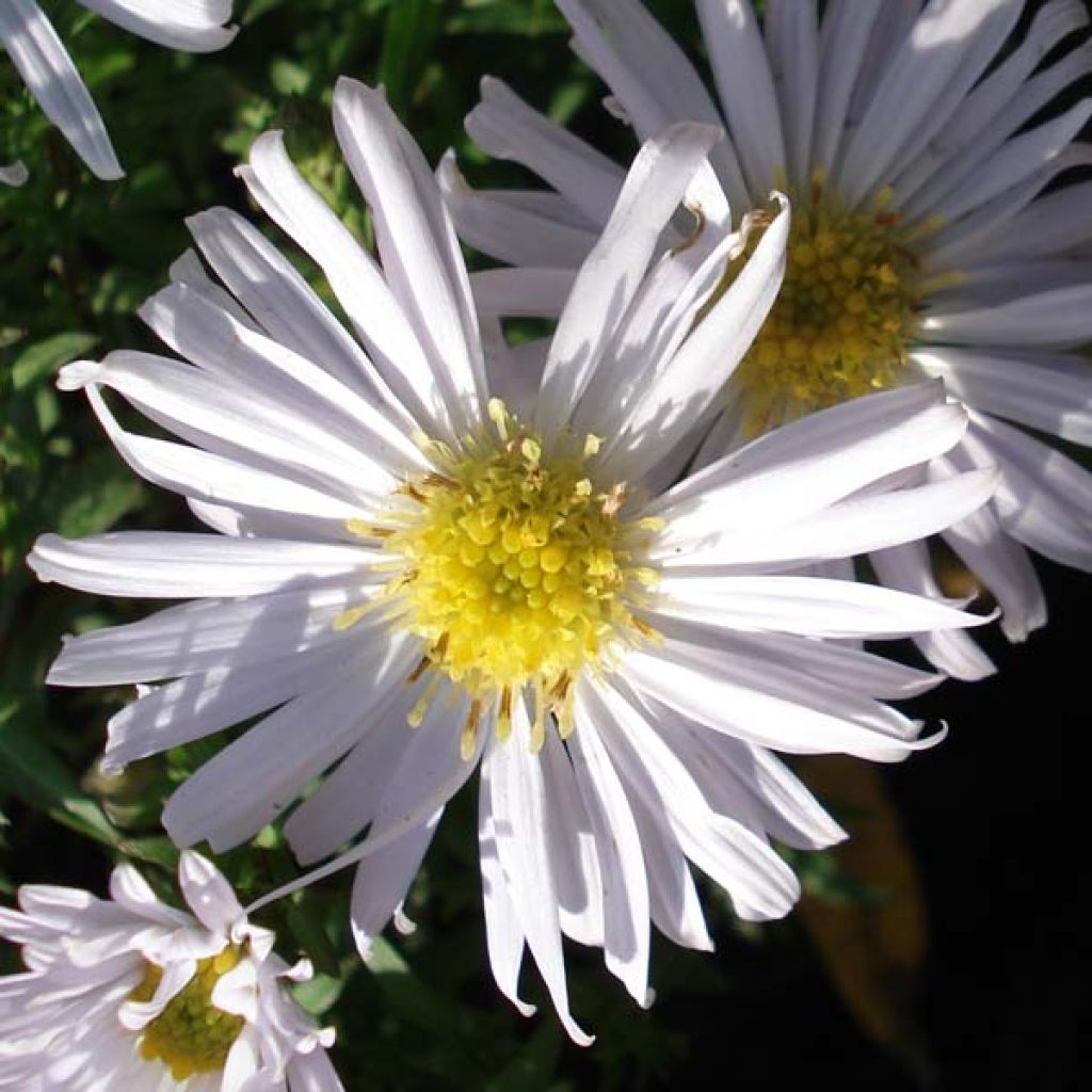 Aster dumosus Kristina - Kissen-Aster