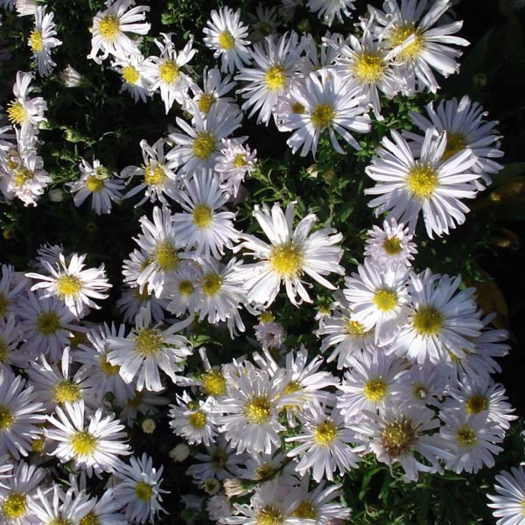 Aster dumosus Kristina