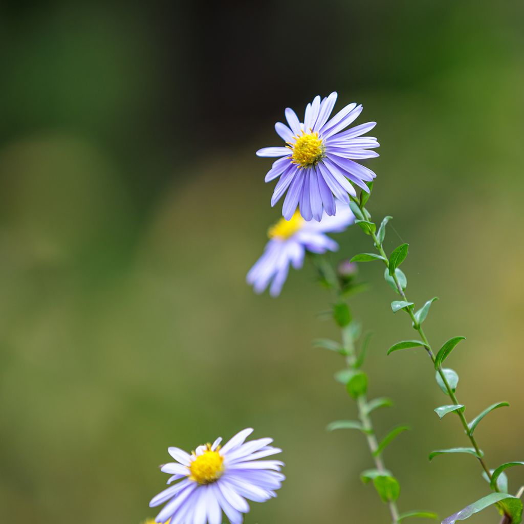 Aster dumosus Lady In Blue - Kissen-Aster