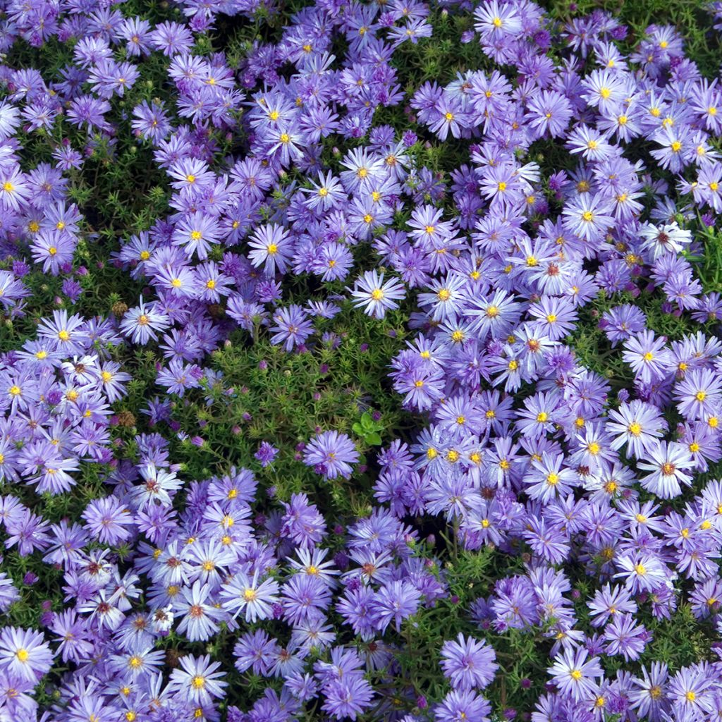 Aster dumosus Lady In Blue - Kissen-Aster