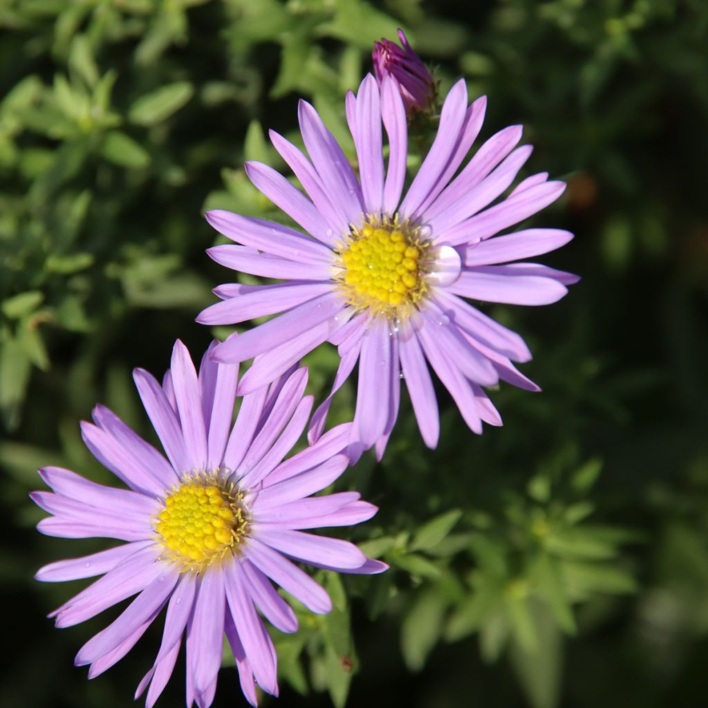 Aster dumosus Lady In Blue - Kissen-Aster