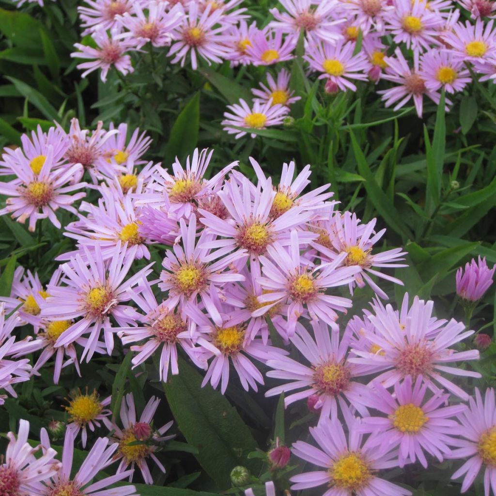 Aster dumosus Peter Harrison - Kissen-Aster