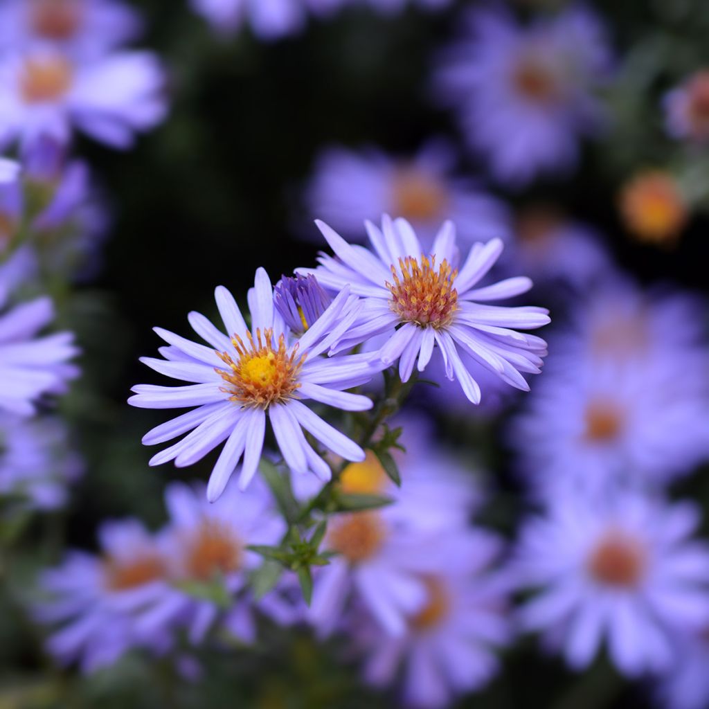 Aster dumosus Professeur Anton Kippenberg - Kissen-Aster