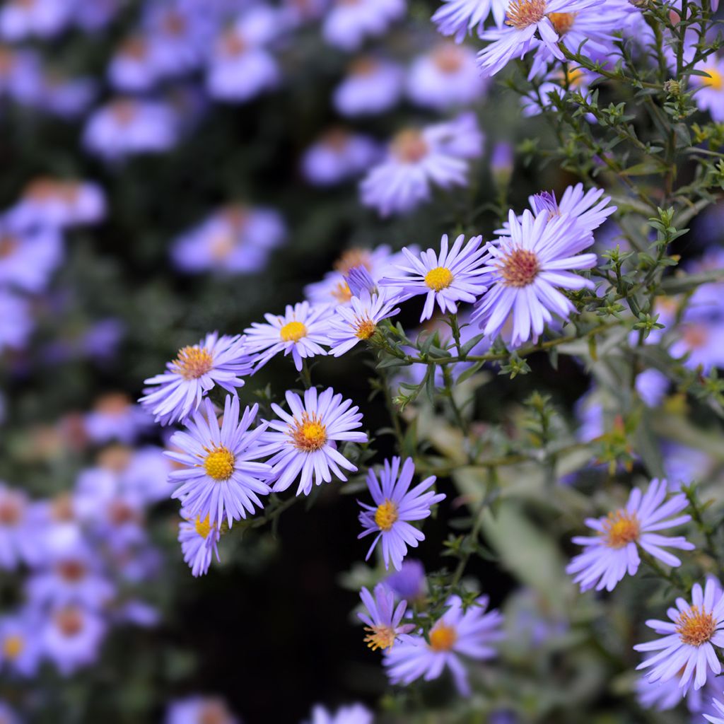 Aster dumosus Professeur Anton Kippenberg - Kissen-Aster