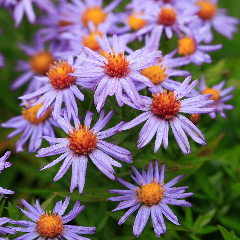 Aster dumosus Professeur Anton Kippenberg - Kissen-Aster