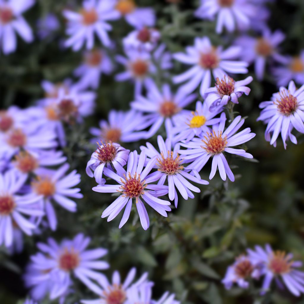 Aster dumosus Professeur Anton Kippenberg - Kissen-Aster