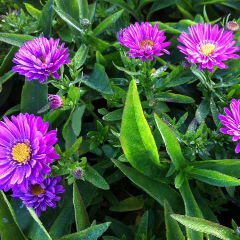 Aster dumosus Starlight - Kissen-Aster