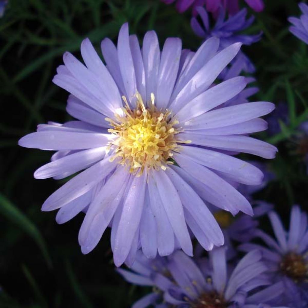 Aster dumosus Lady In Blue - Kissen-Aster