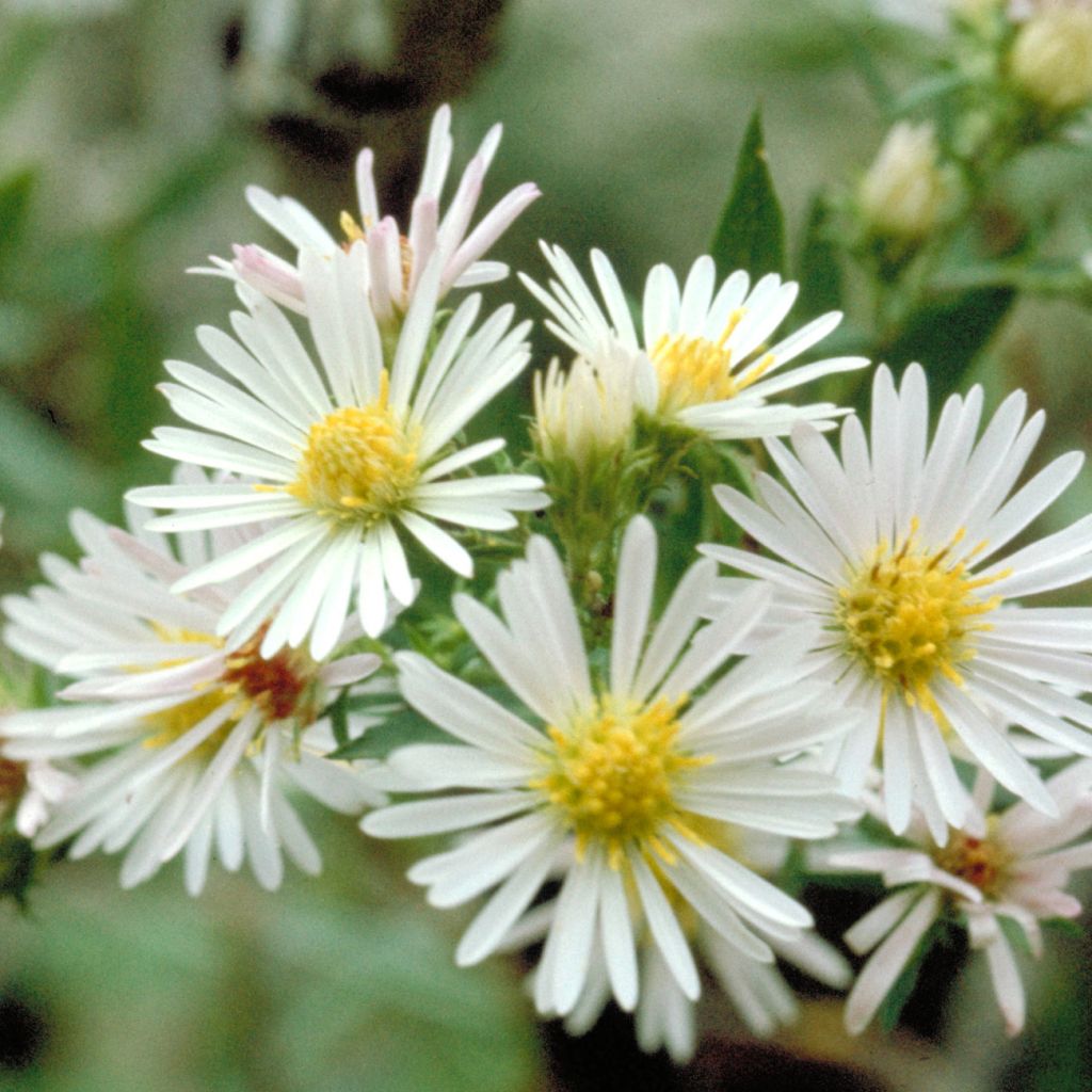 Aster ericoïdes - Myrten Aster