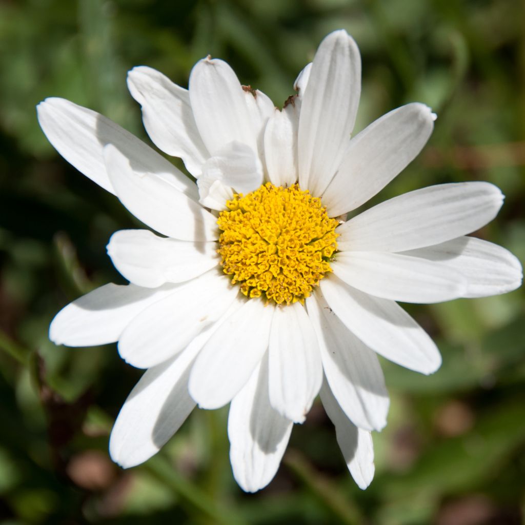 Aster ericoïdes - Myrten Aster