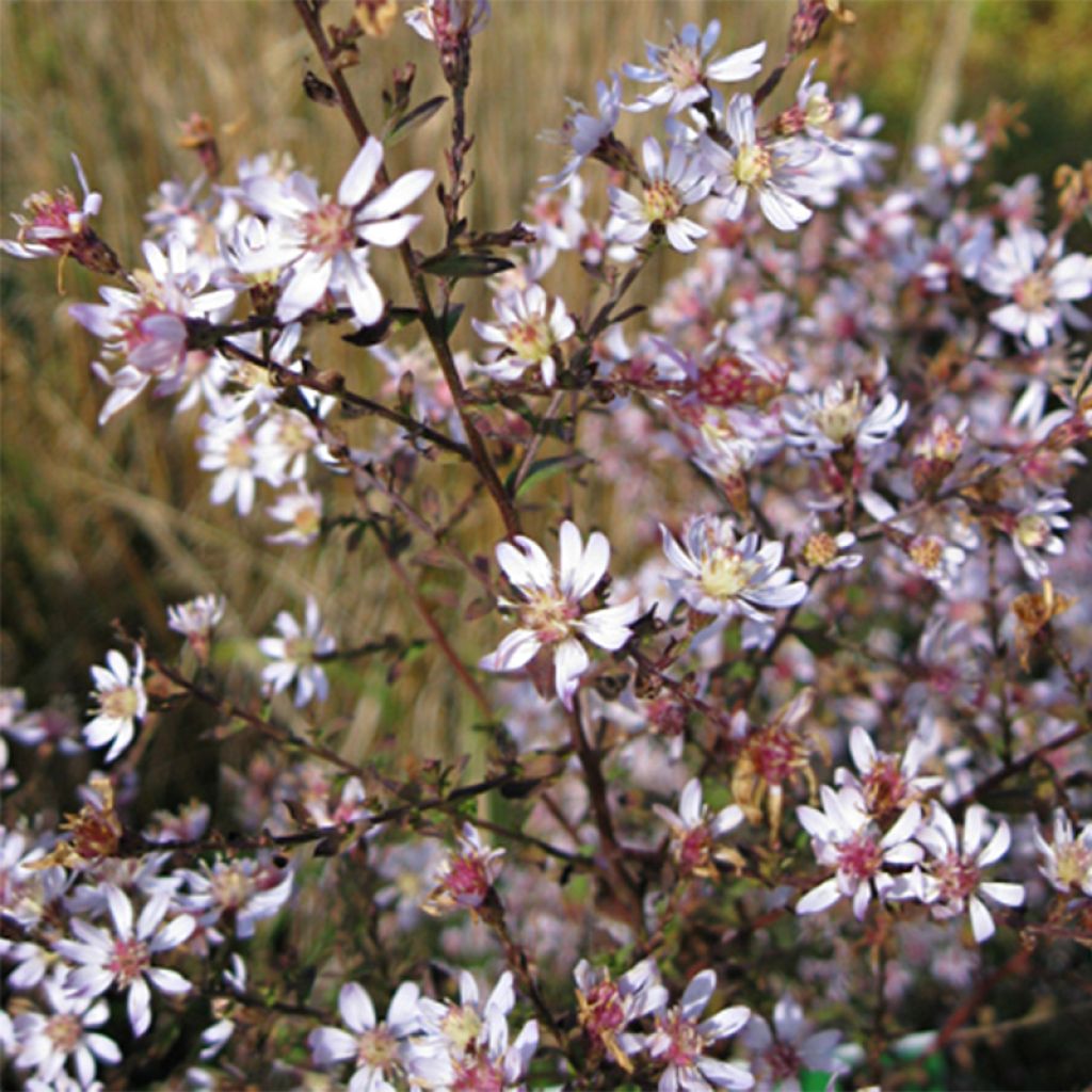 Aster ericoïdes Blue Star - Myrten Aster